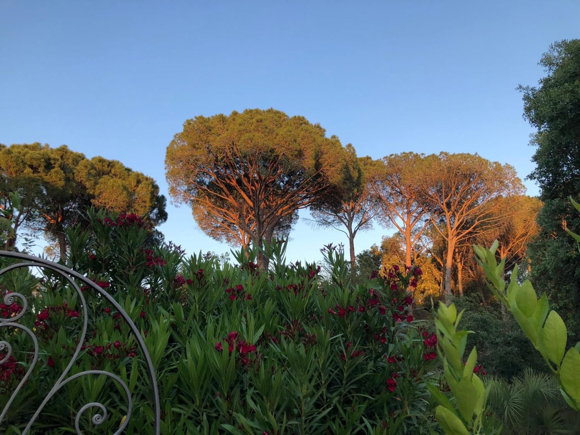 Sous Les Pins Parasols 维多邦 外观 照片